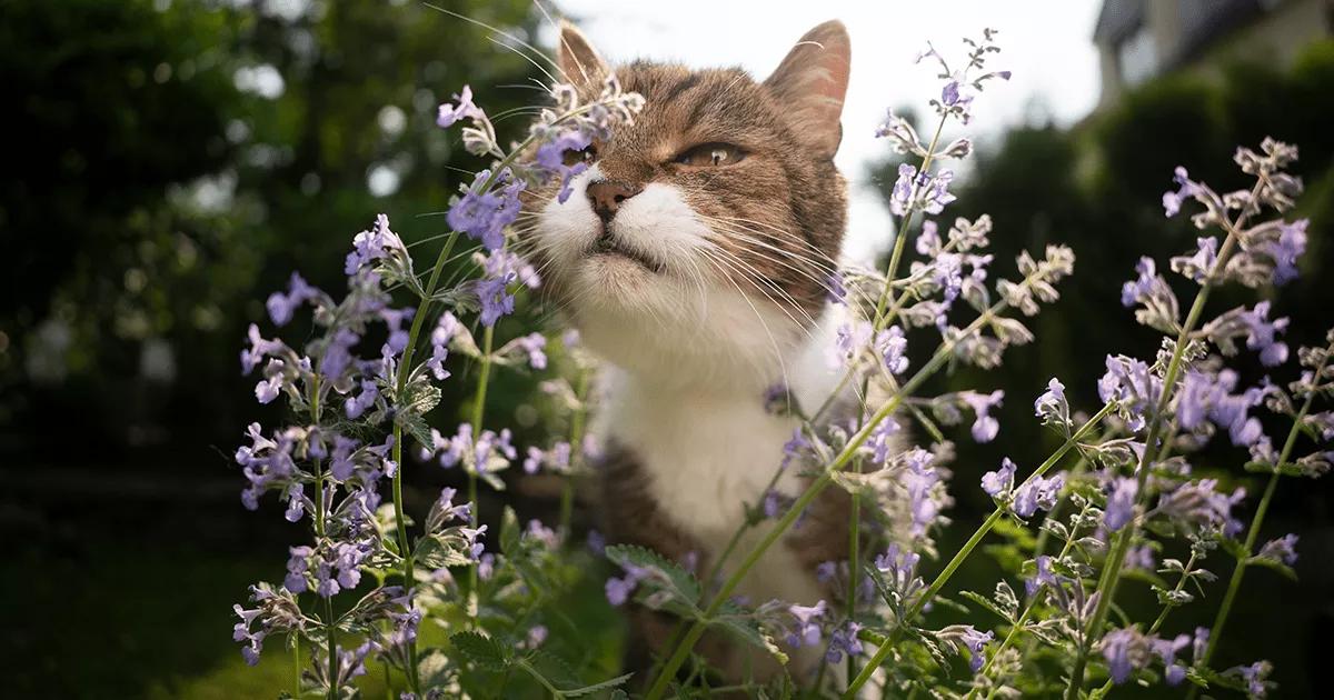 cat outside sniffing flowers
