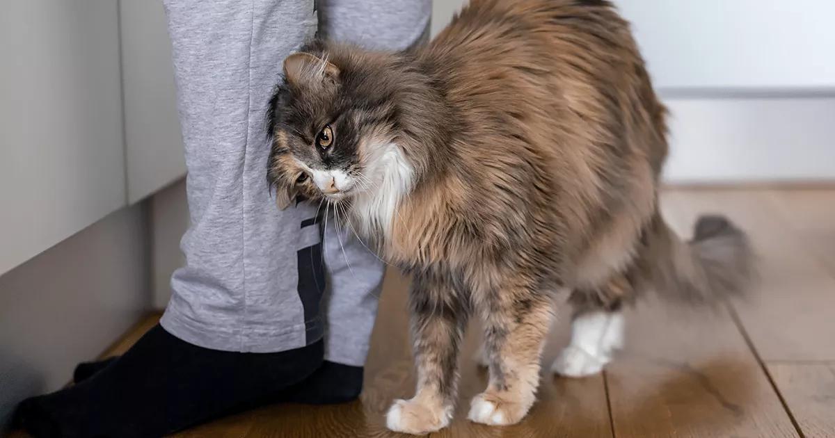 Long-haired cat rubbing against human’s legs.