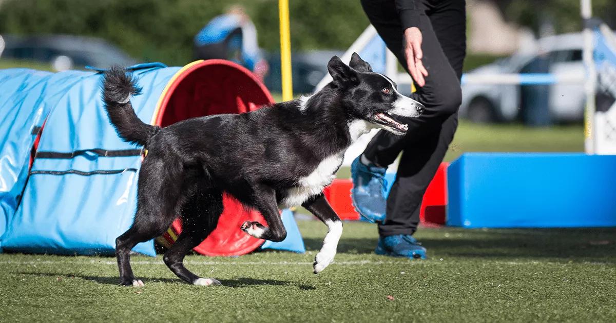 Border Collie running on an agility course.