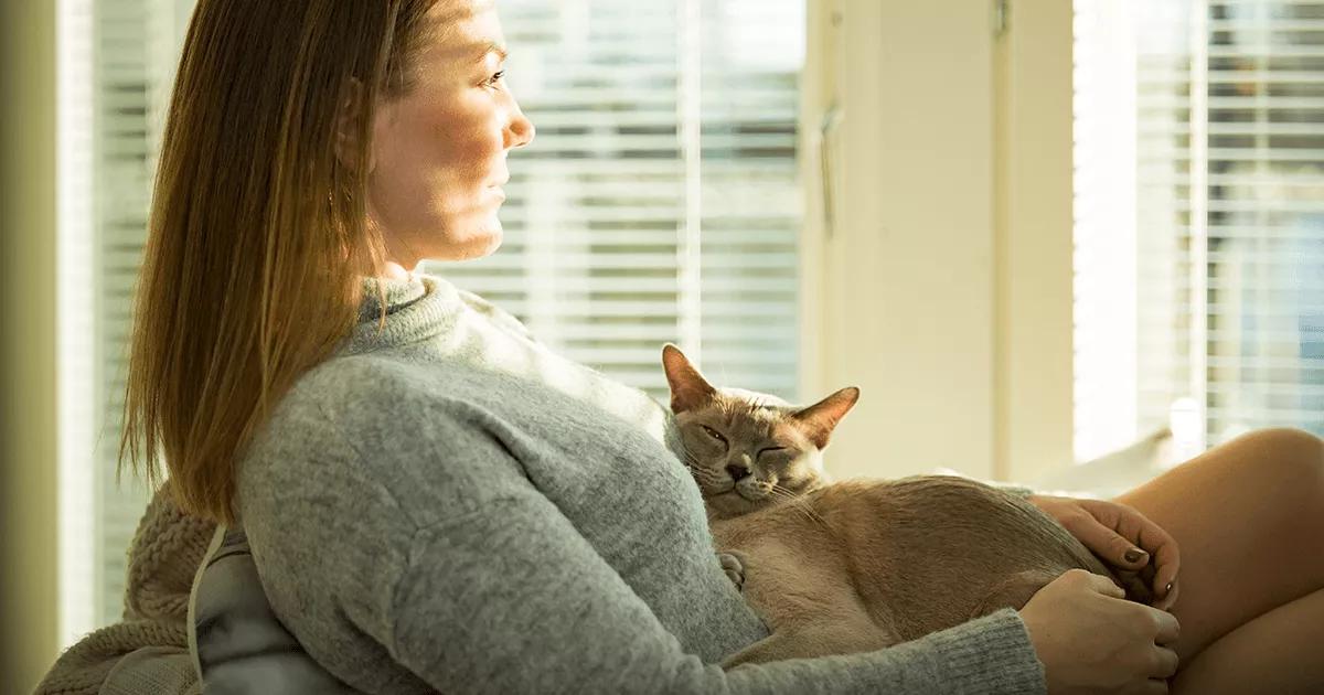 grey cat sleeping on human’s lap