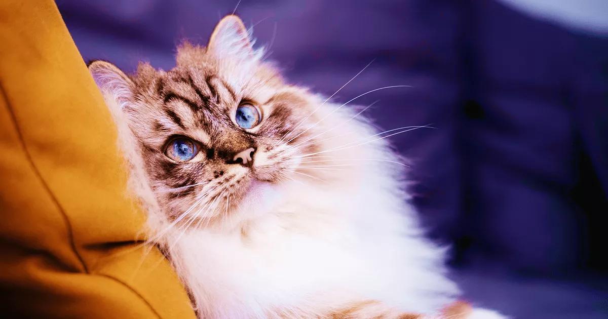 Quiz: What Cat Breed Are You? Find Out Now