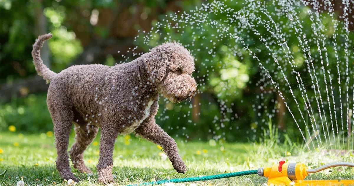 13 Activities to Help Your Dog When Home Alone – ADAPTIL UK