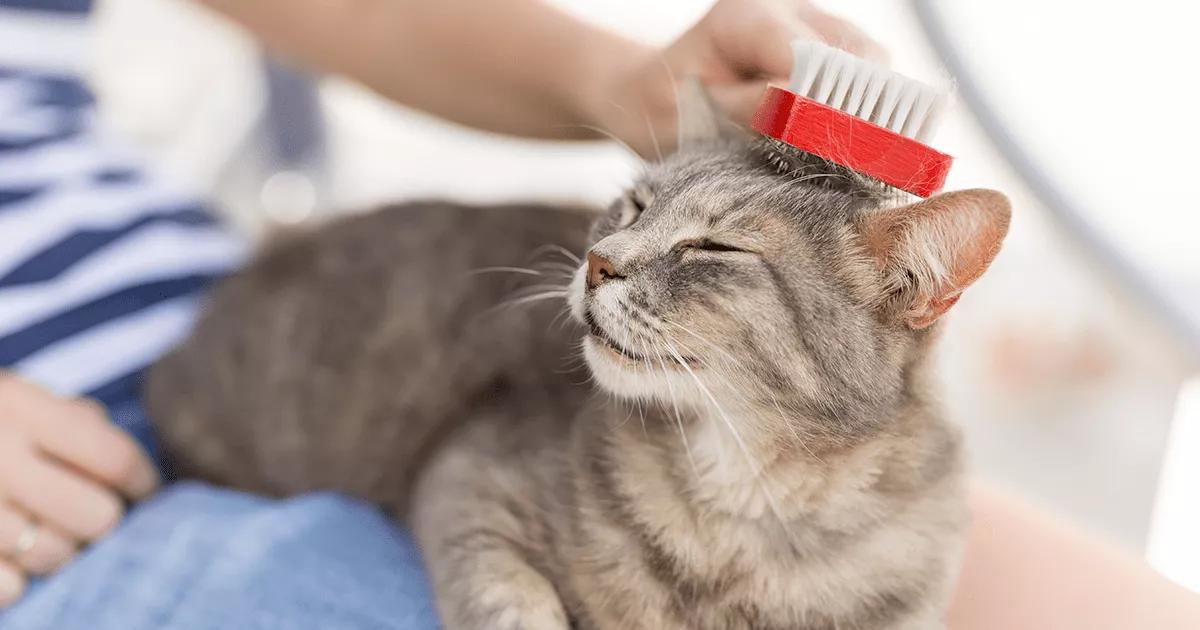 cat being groomed