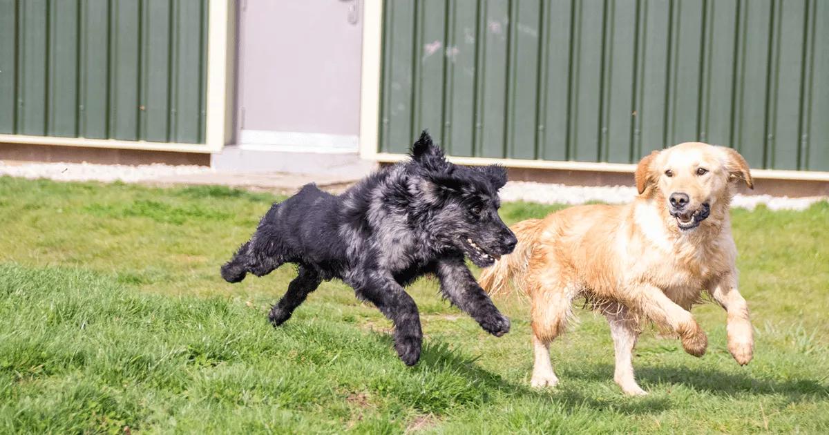 Two dogs running in grassy field.