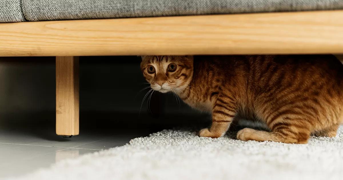 Small brown and ginger cat hiding underneath a sofa