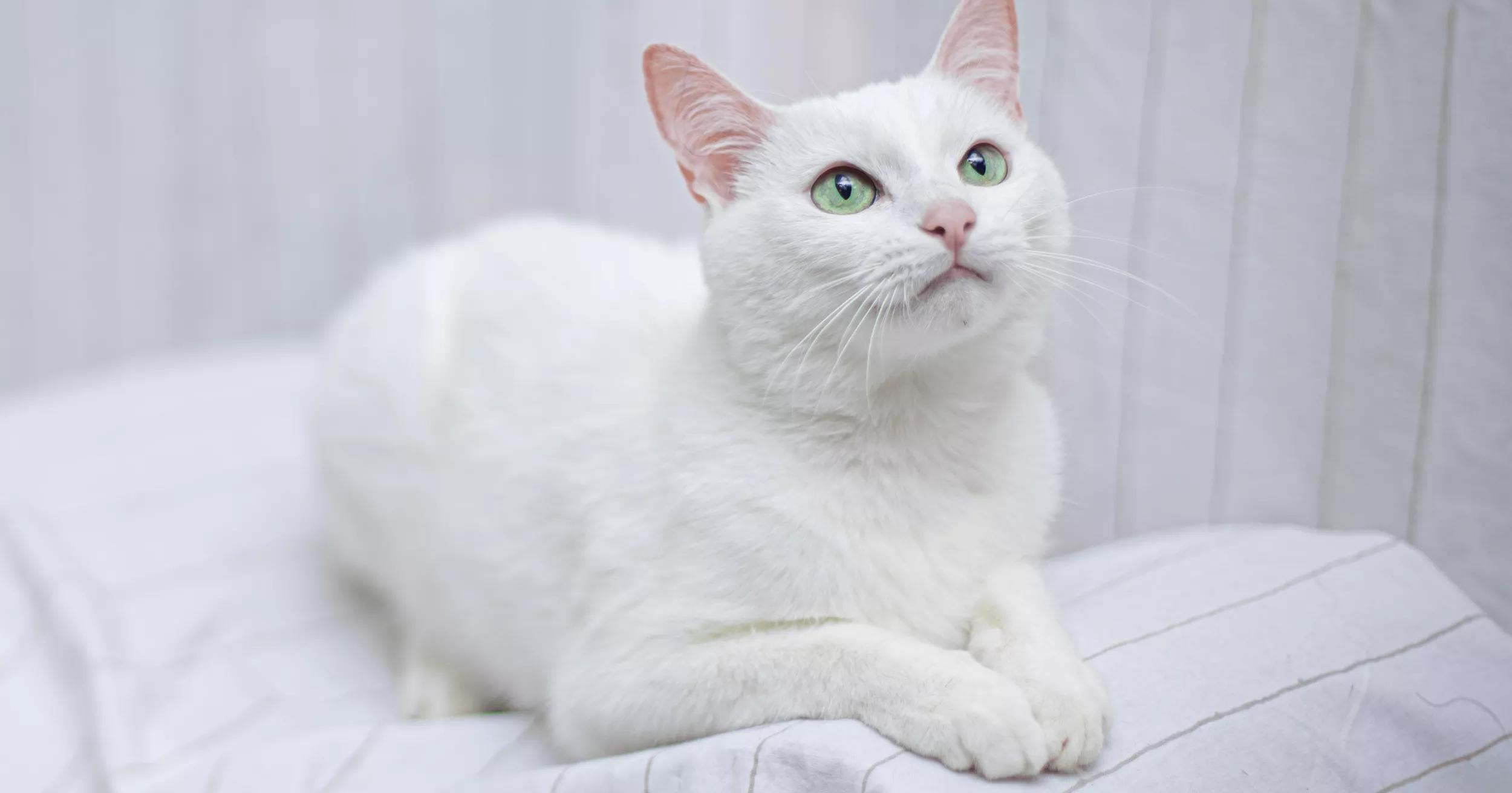 white cat with green and blue eyes