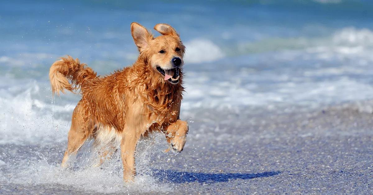 dog playing in surf at the beach