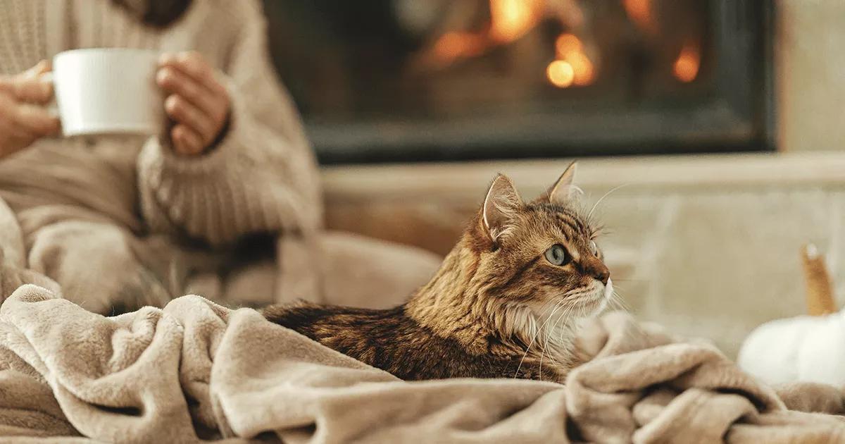 Cosy cat lying on a blanket.