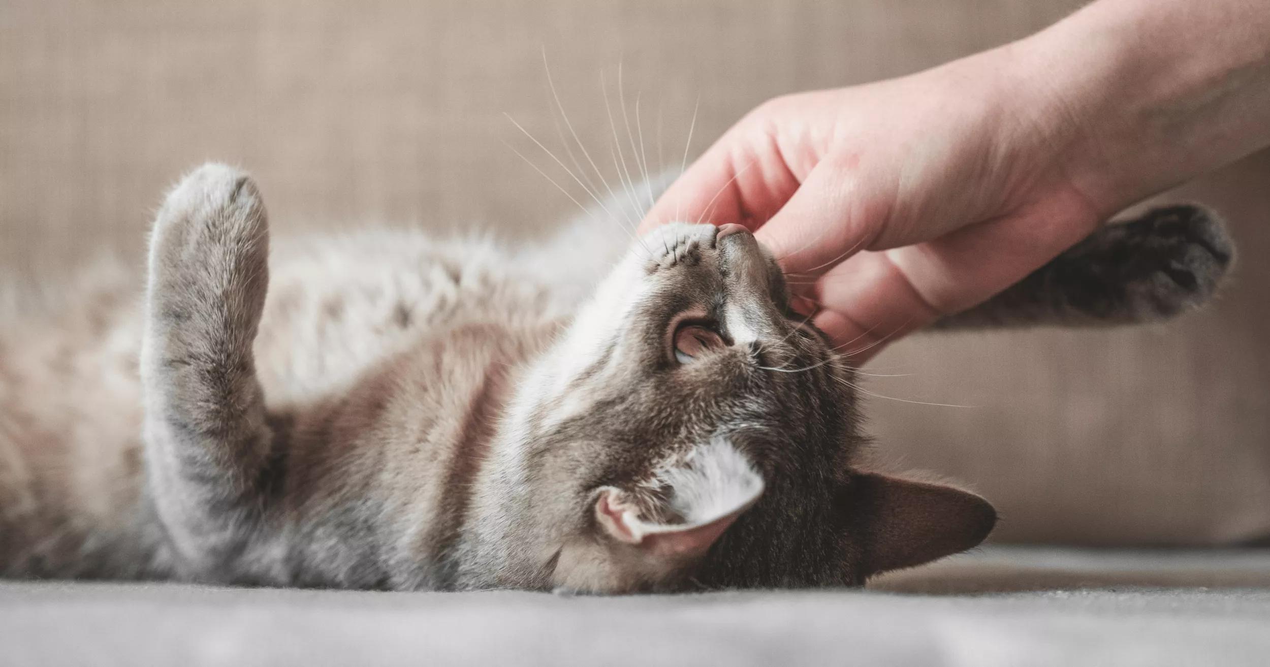 A cat is pampering of its loving companion