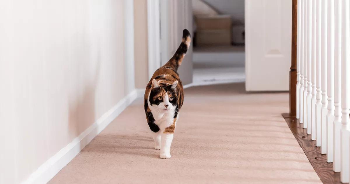 Cat walking on carpet floor.