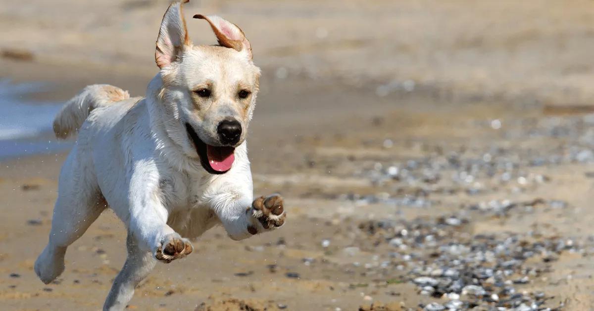 Young Labrador running on the beach.