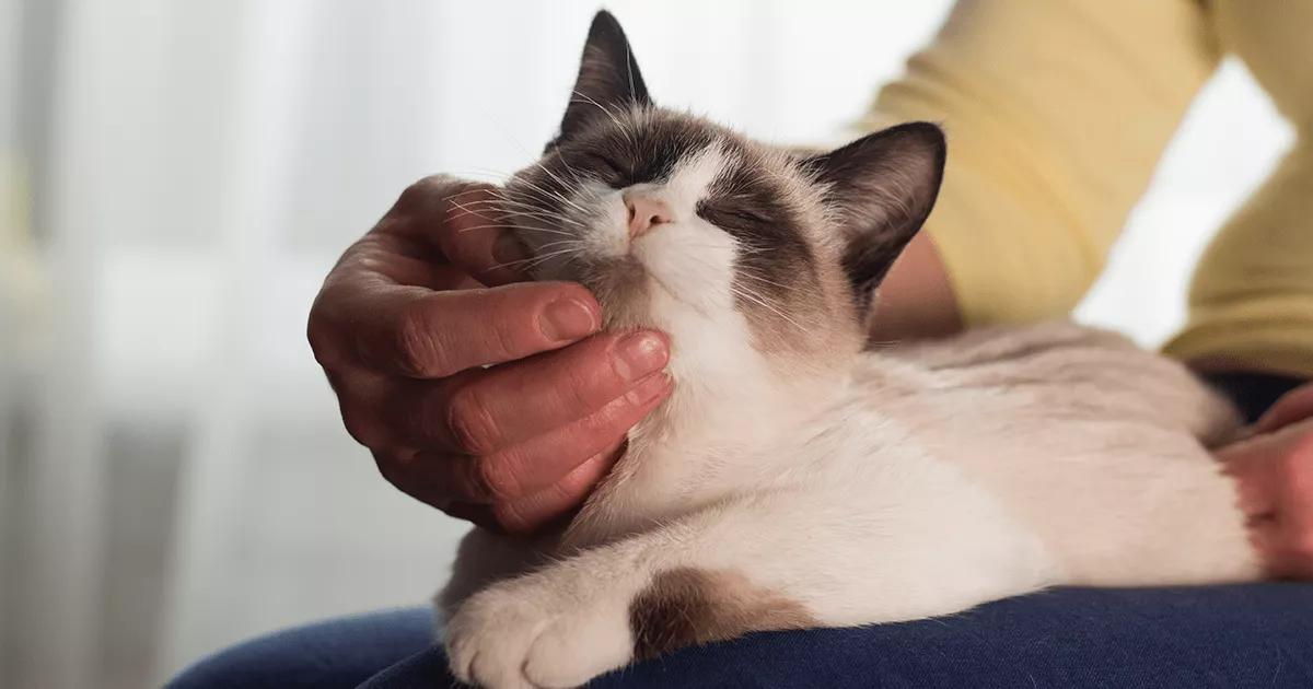 cat headrubbing with owner hand