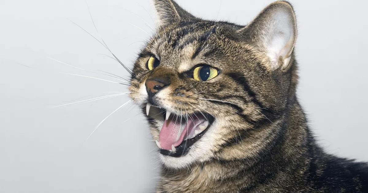 Why Do Cats Hiss?