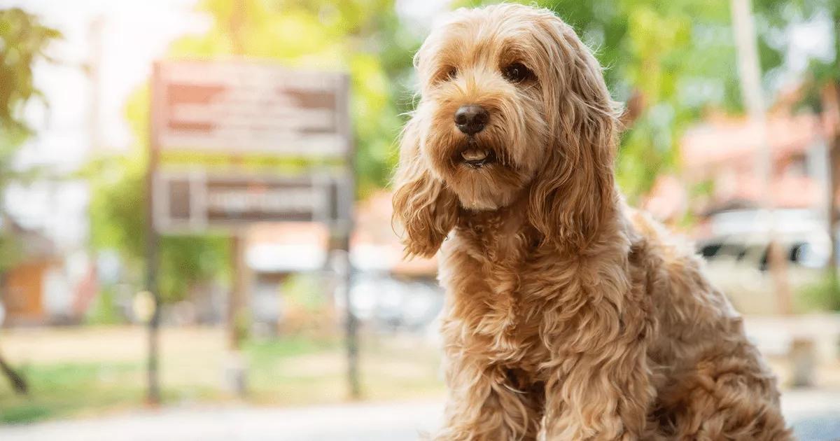 Cockapoo standing.