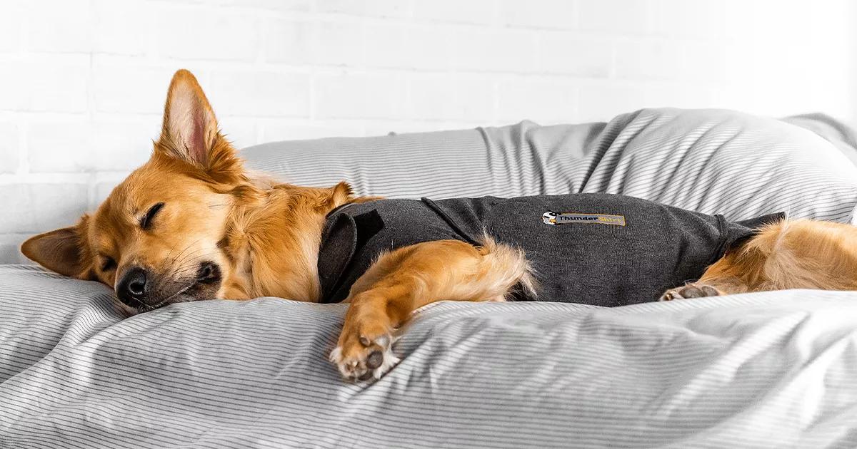 Small dog asleep on a grey blanket wearing ThunderShirt Calming Wrap