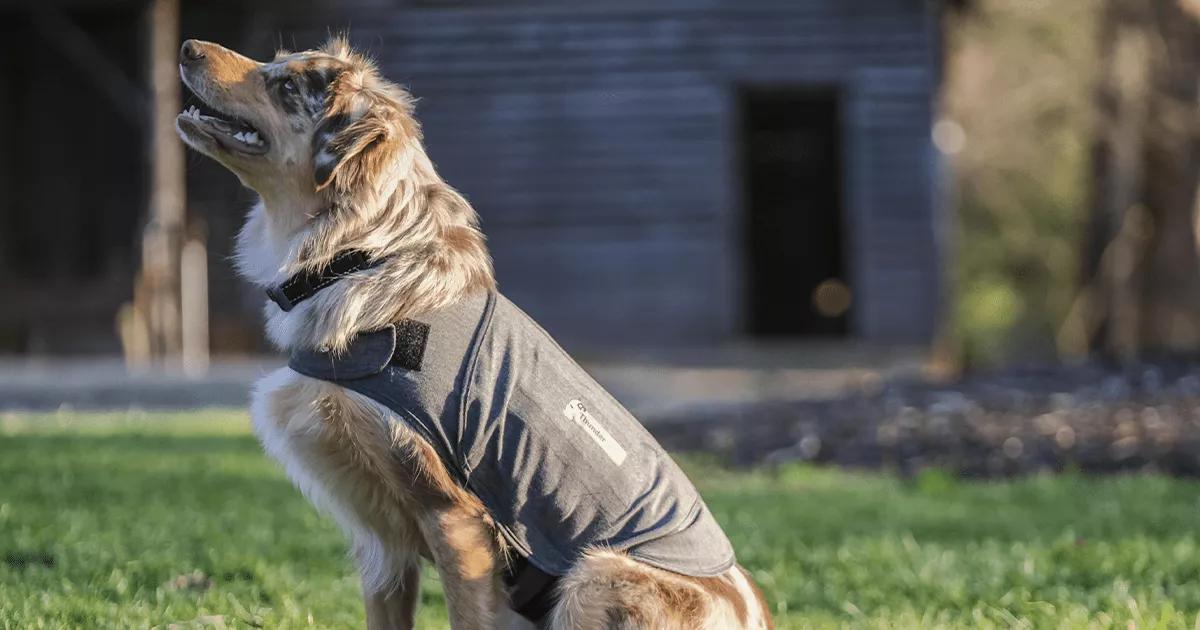 Dog wearing a ThunderShirt anxiety vest in an outdoor garden.