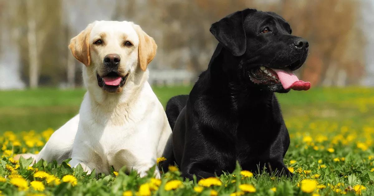 A golden and black labrador lying on a field of dandelions