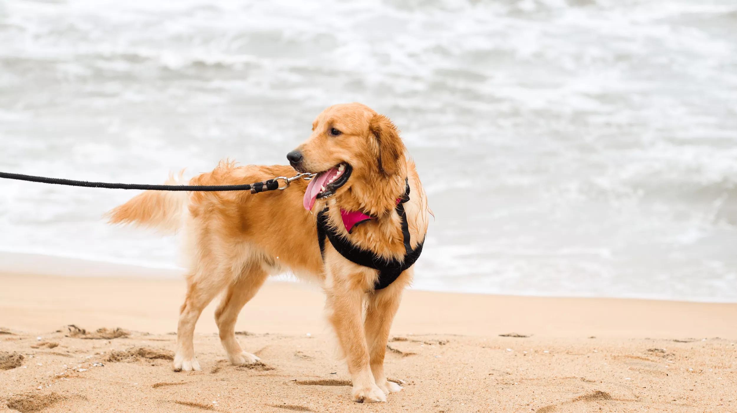 Golden Retriever wearing a harness at the beach.