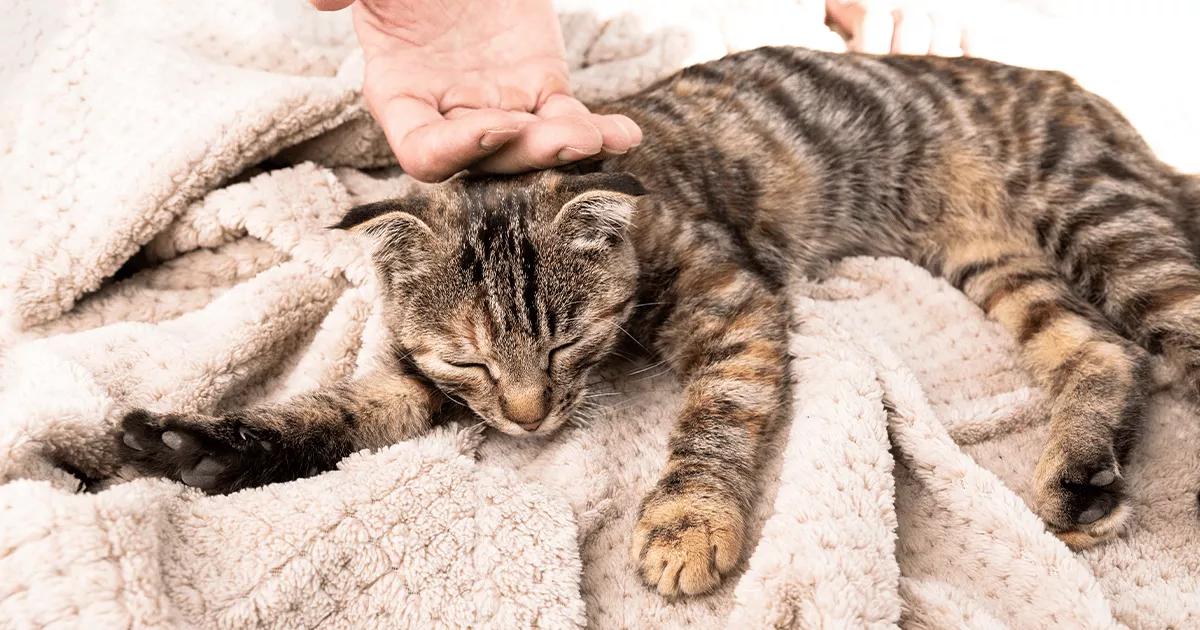 Tabby cat sleeping on a blanket while being petted.