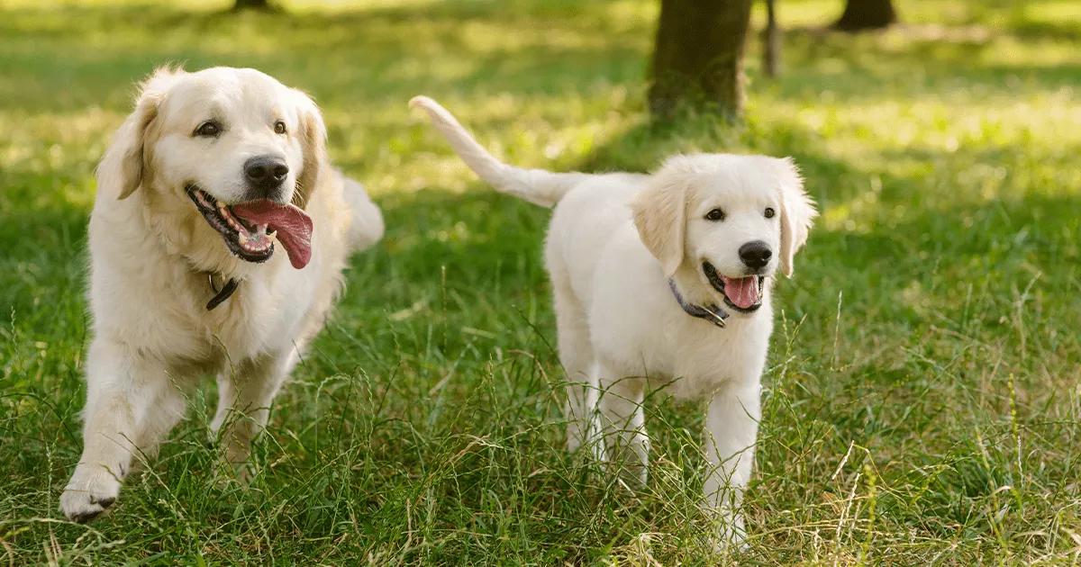 Two dogs playing in a grassy field