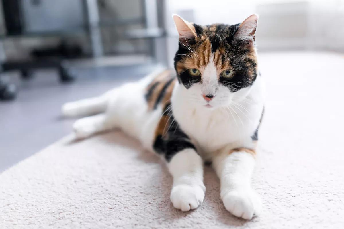 Cat lying on a rug.