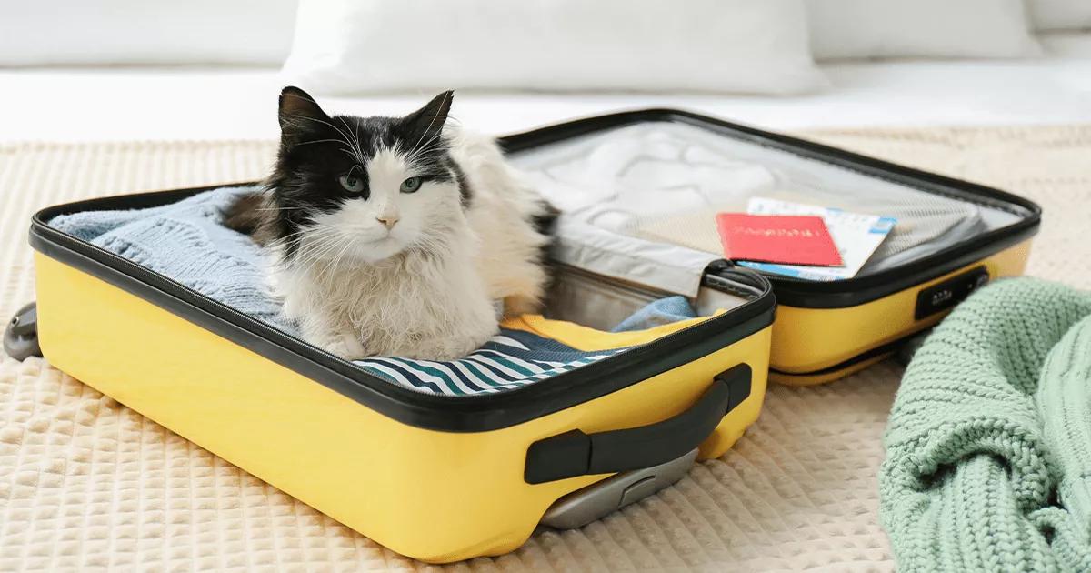 A white and black cat sitting awkwardly on a carry-on bag, appearing hesitant and unenthusiastic about traveling.