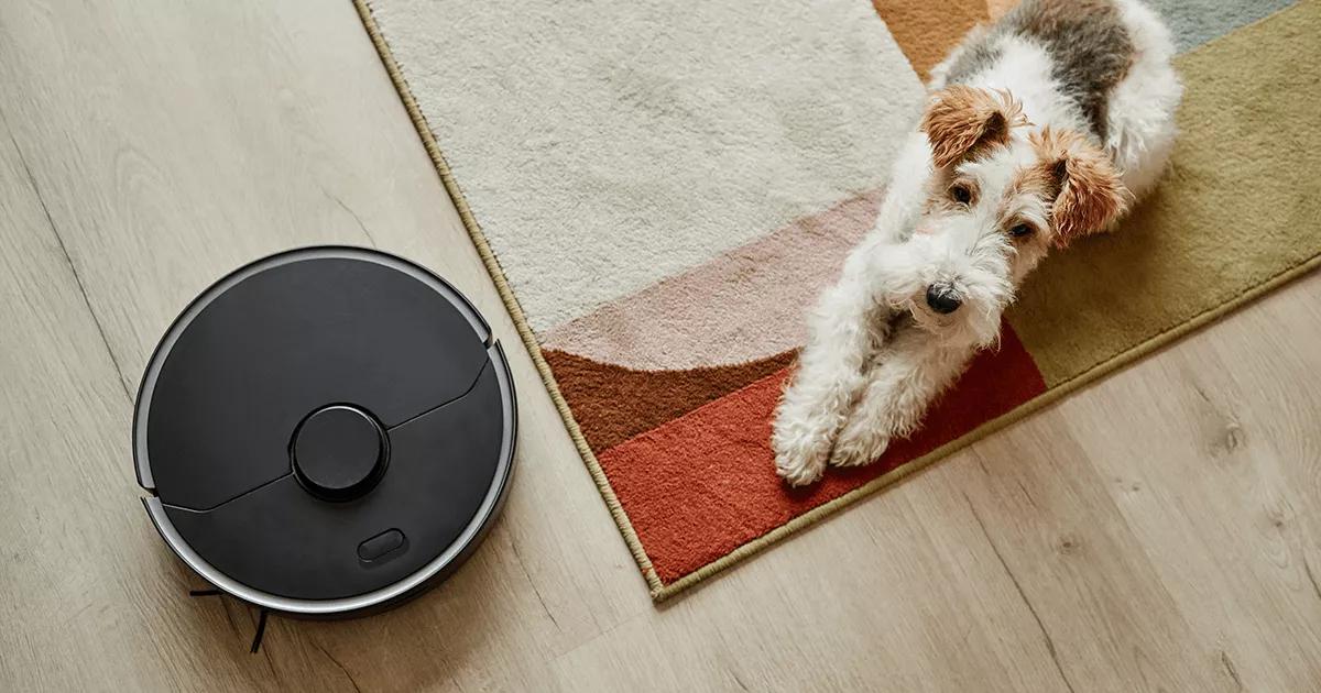 dog on rug watching the hoover.