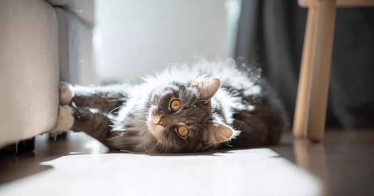 grey cat scratching sofa