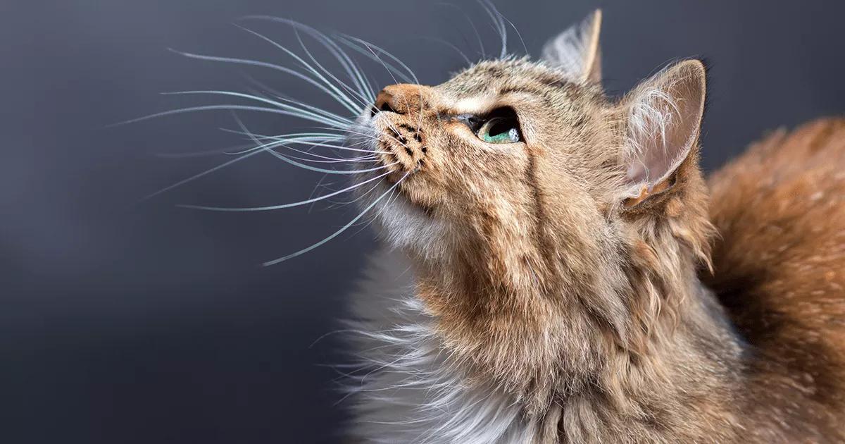 Cat with long white whiskers.