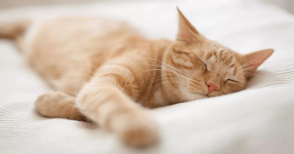 Ginger cat asleep on a bed.