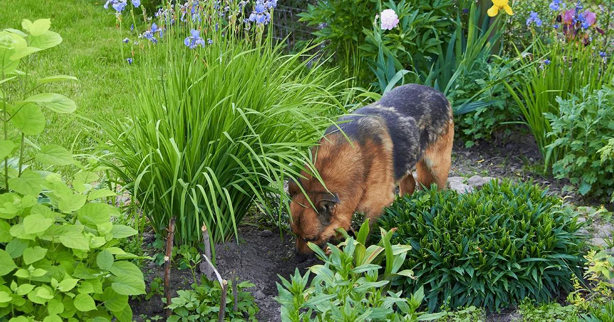 dog exploring a garden flowerbed