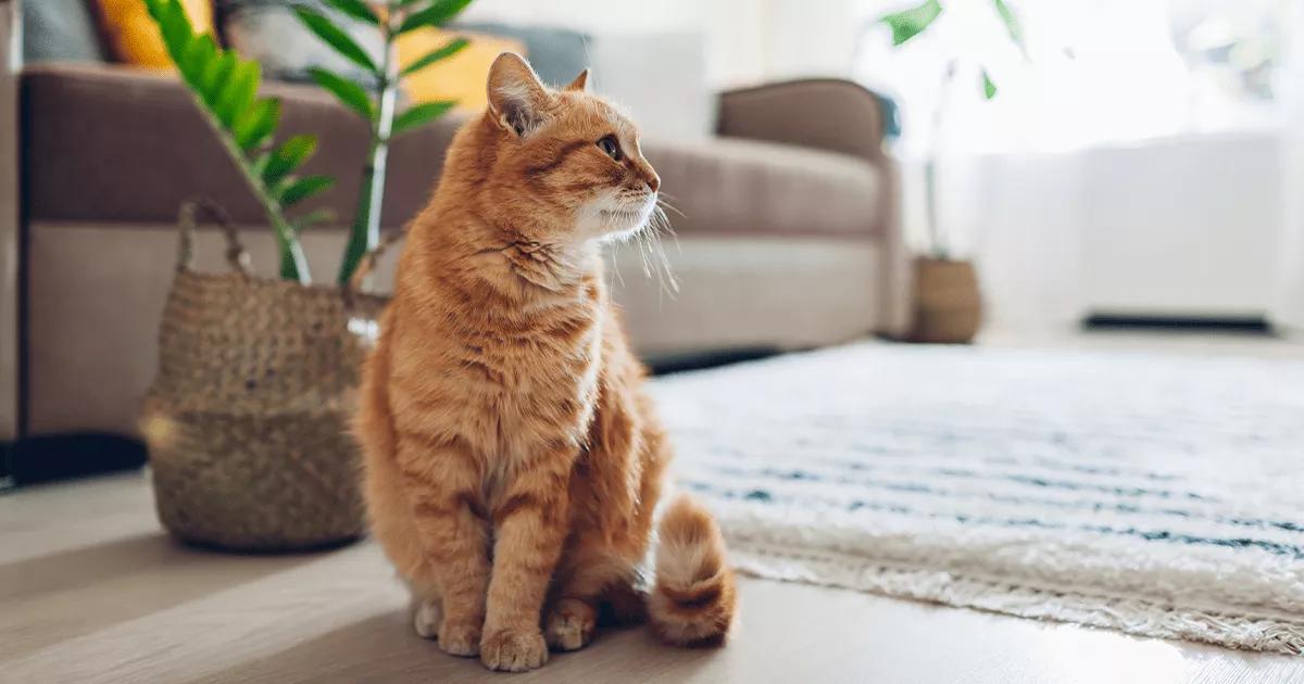 Ginger cat sat on floor