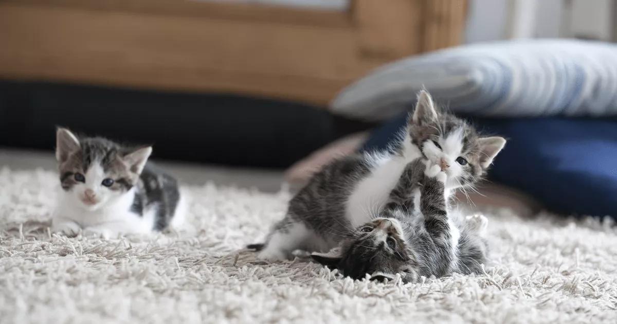 3 cute grey kittens play fighting