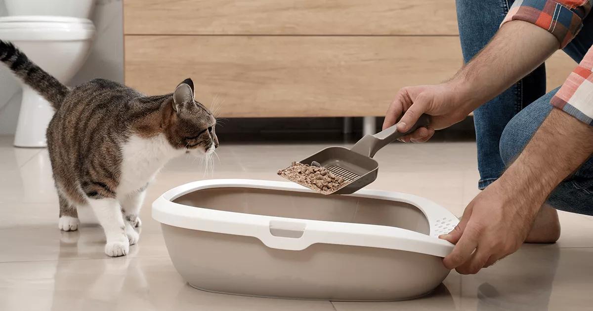 Grey cat beside a litterbox watching as the litterbox is cleaned out