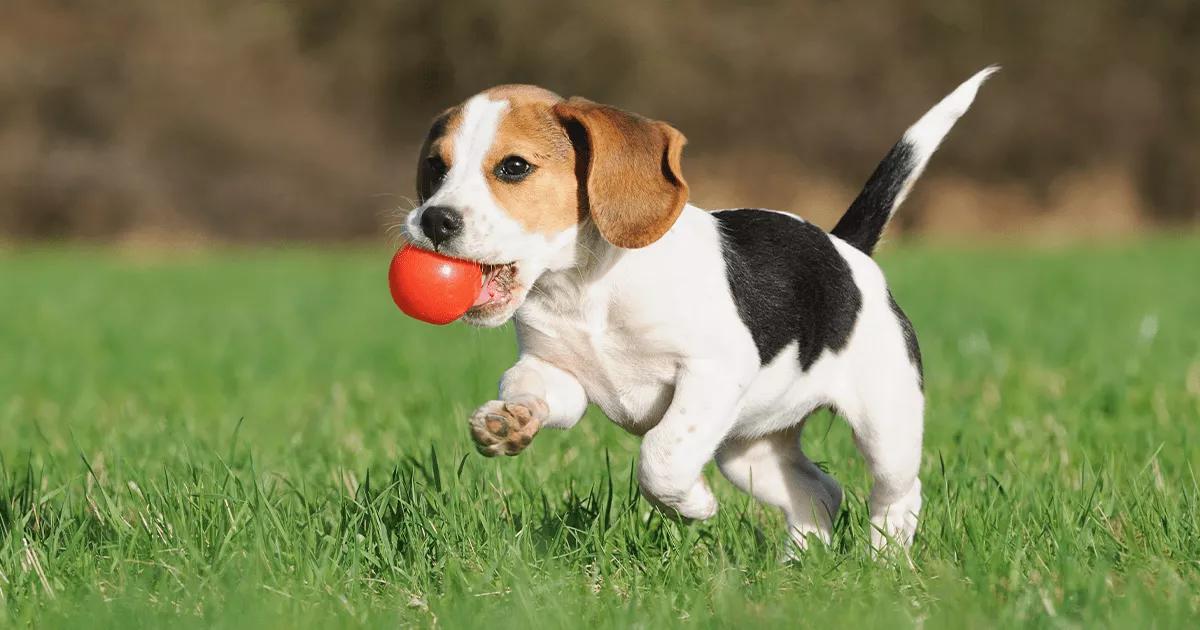 puppy running with ball.