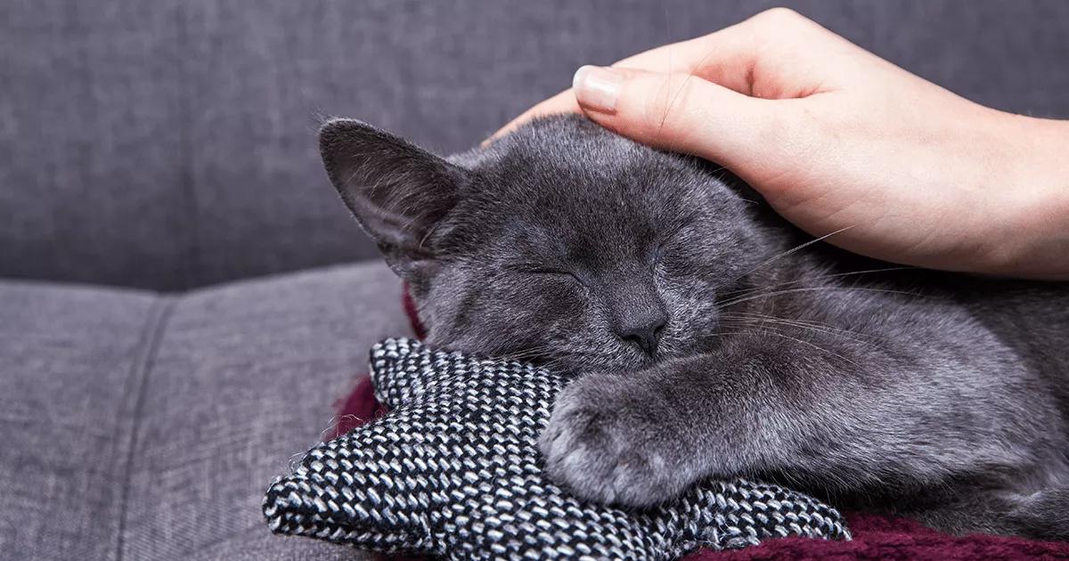 dark grey cat purring