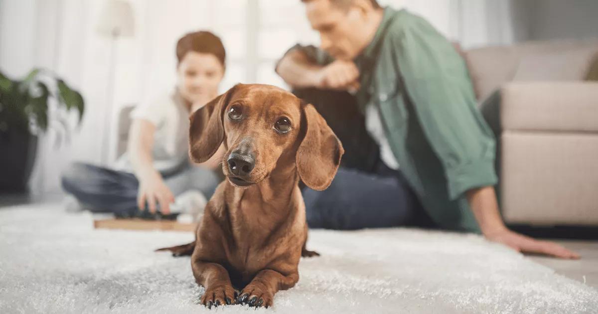 Low angle view of dog resting alone on carpet with family members in background