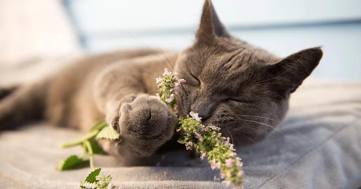 Cat sniffing plant