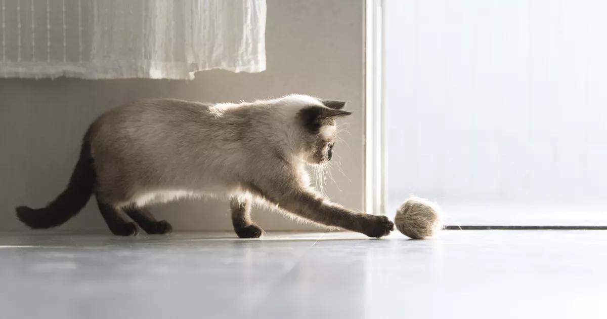 Siamese cats joyfully playing with a colorful ball of wool