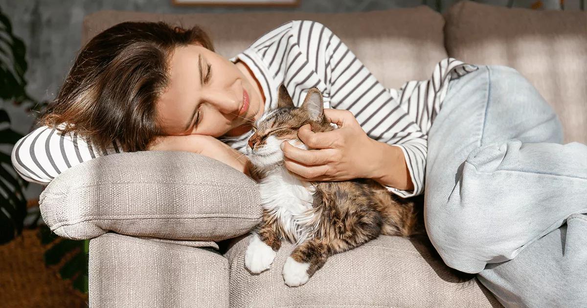 cat resting on sofa with lady