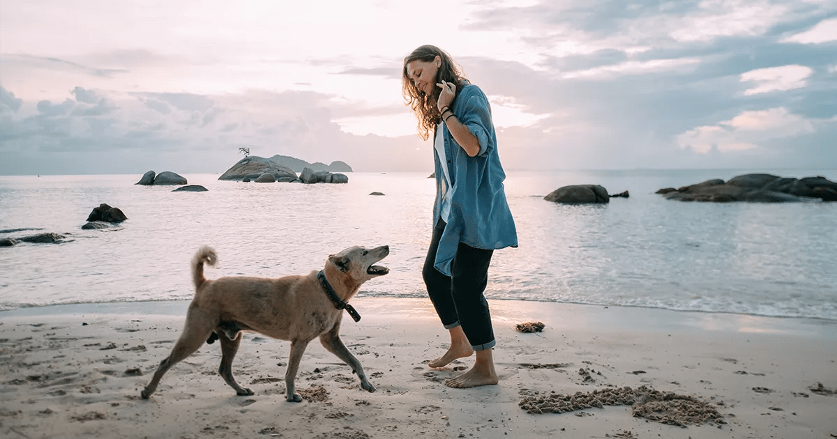 Dog on a beach walk.