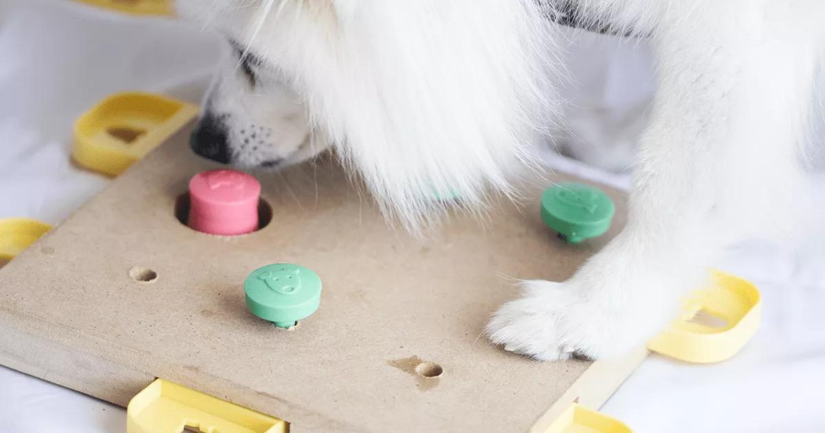 White dog playing with a puzzle feeder.