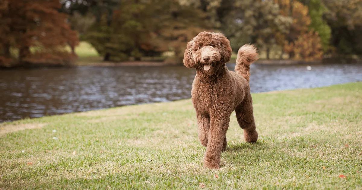 brown labradoodle walking by the river