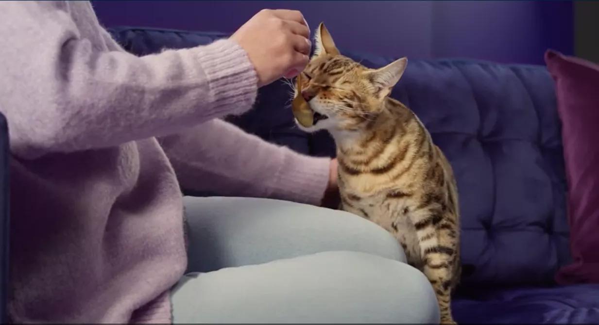 Bengal cat licking Happy Snack by FELIWAY off a spoon.