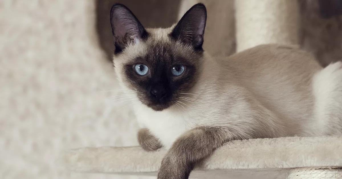 Siamese cat elegantly perched on a sofa, displaying its regal posture and striking features
