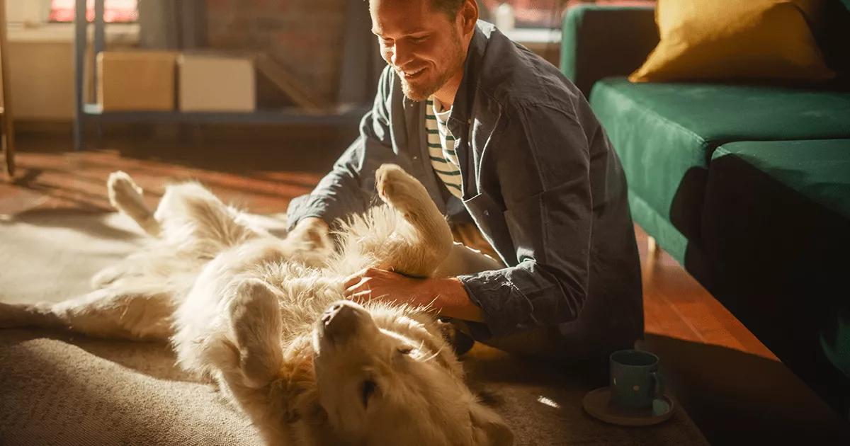 Dog lying down on floor excited to see owner