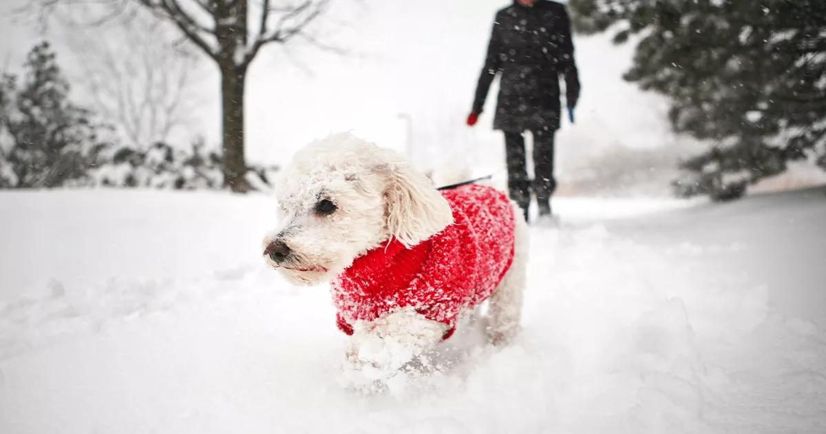 Small white Bichon Frise wearing a red coat walking through snow.