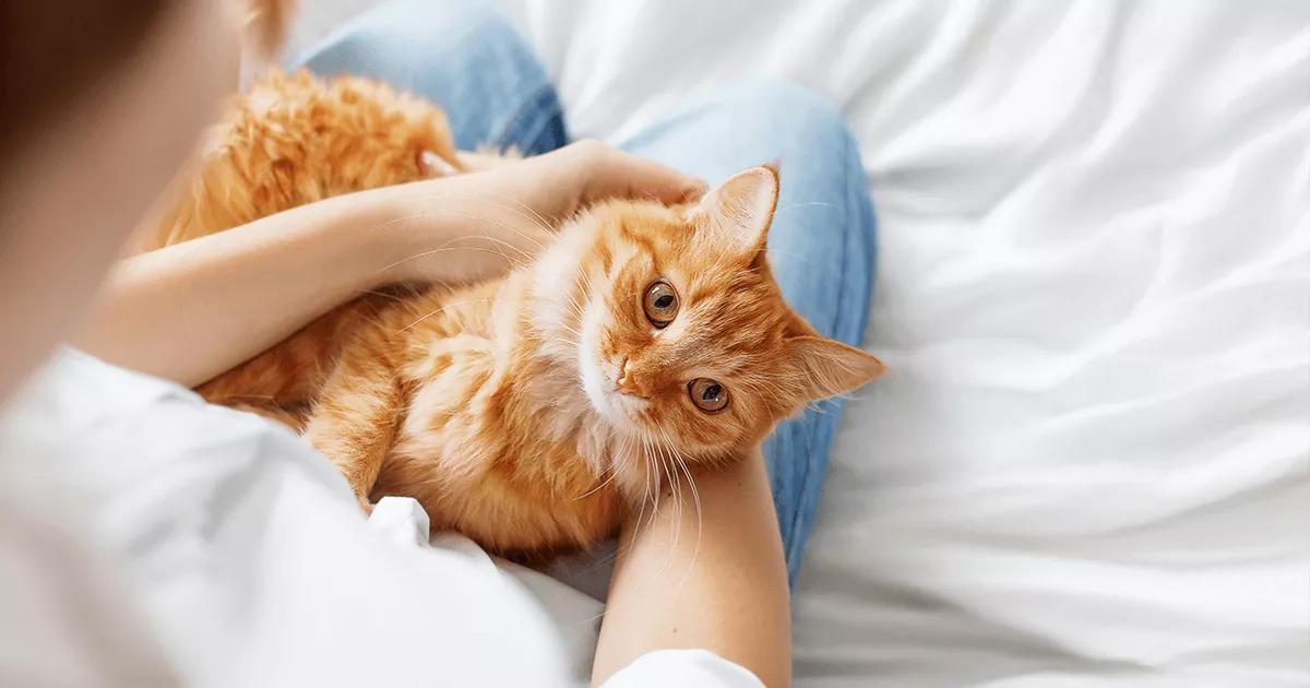 Ginger cat on humans lap.