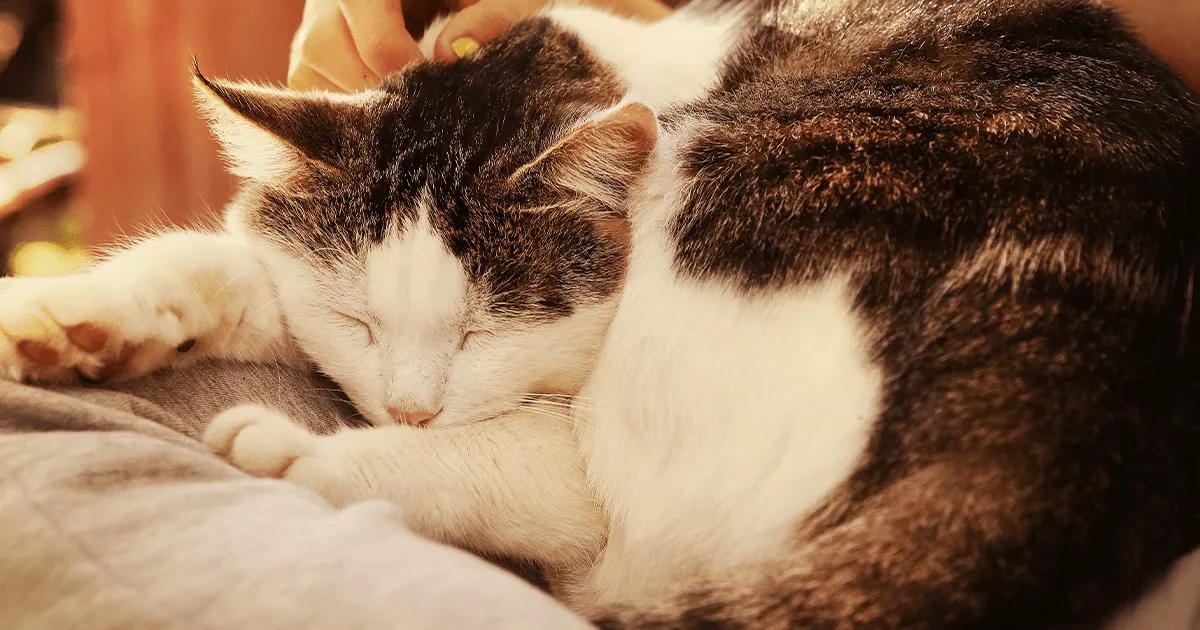 Close-up of a cat lounging on a crossed leg, enjoying a cozy moment with its owner.