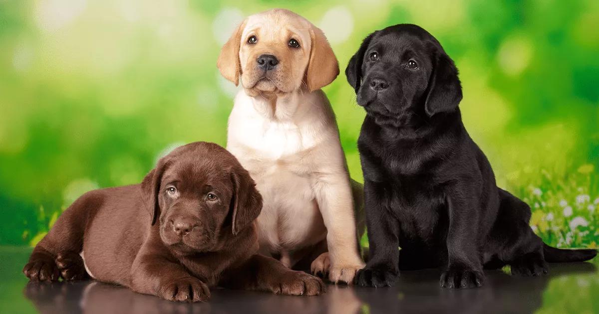 How Long Should You Walk a Labrador Puppy  